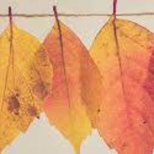 Fall Frenzy -  The More You Buy the More You Save!